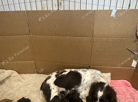 Cocker spaniel pups