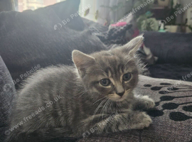 Kitten needs new home