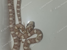 cb26 Ghost cornsnake for sale