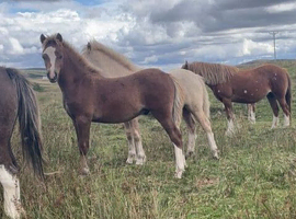 chestnut Welsh A colt foal