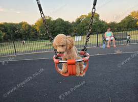 Toy poodel