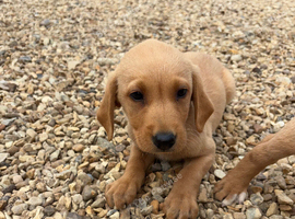 Labrador puppies