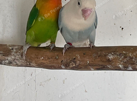 LOVE BIRDS