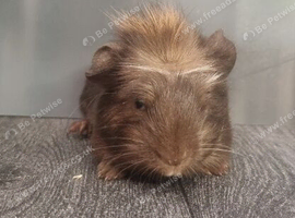 BEAUTIFUL MALE GUINEA PIGS
