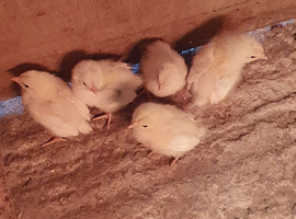Light Sussex chicks
