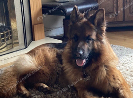 Female GSD