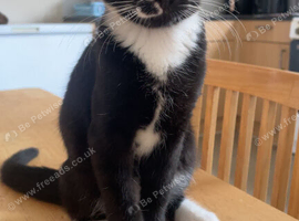 Cats for sale