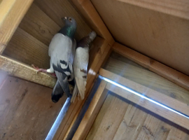 Pigeons for sale