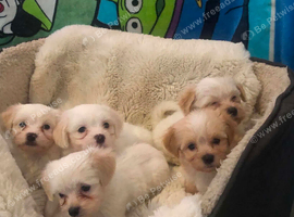 Bichon Puppies