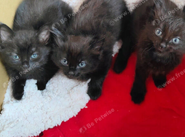 3 kittens