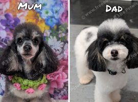 Toy poodle due 19th Aug.