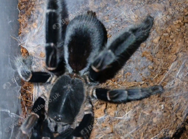 Rare! Lyrognathus Giannisposatoi - Sumatran stoutleg tarantula