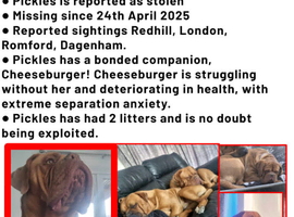 STOLEN. BRING PICKLES HOME!