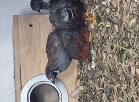 Quail