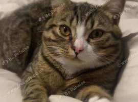 Pebbles 9 Month Old British Shorthair