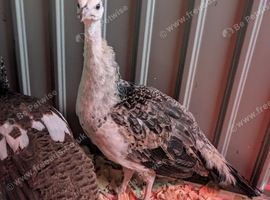 3 male peachicks looking for a new home