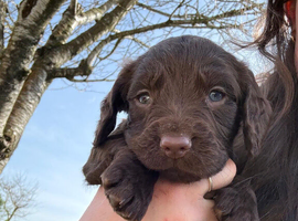 1 handsome little boy who needs a home