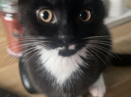Oreo needs a home