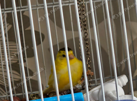 Irish fancy crossed 4 months old