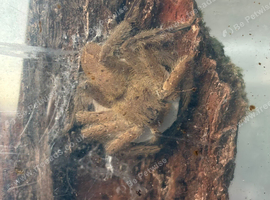 Female Pingtung huntsman with egg sac