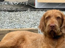 wired vizla stud