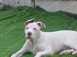 American bulldog Scott type