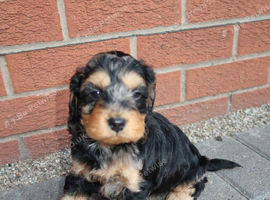 Cockapoo puppies
