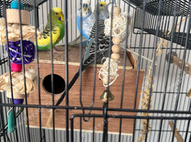 5 Budgies 2 men&rsquo;s 3 females breeding pairs with cage