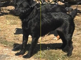 Lovey girl looking for new home