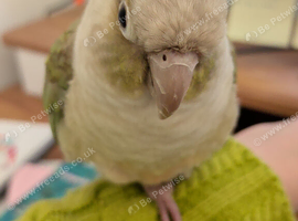 Two green cheek conures sad sale