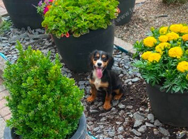 Cocker spaniel puppies for sale
