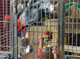 African Grey Female ***Tame & Talking***