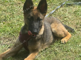 Belgium Malinois girl 6 month old