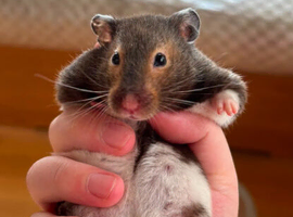 2 female hampsters