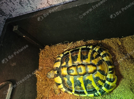 Female Hermann tortoise