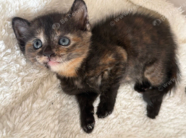OPEN TO SENSIBLE OFFERS TWO KITTENS LEFT
