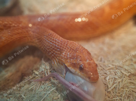 Beautiful bright corner snake. Unconfirmed male.