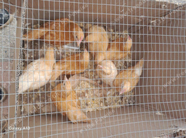 Buff Orpington growers