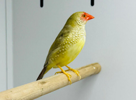 Star finches