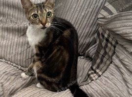 YOUNG FEMALE CAT