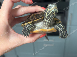 2x diamond back terrapins 6 month old