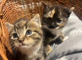 Beautiful tabby girls