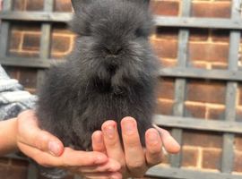 Beautiful Little Lionhead baby
