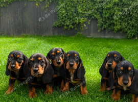 stunning mini bassets