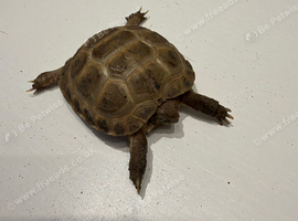 2 horsefield tortoise