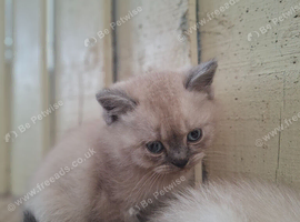 British shorthair kittens