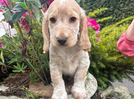 Royal Kennel Club Registered Cocker Spaniels