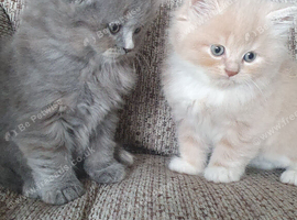 Gorgeous kittens