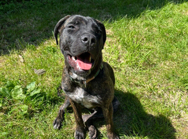 20 month Male Presa Canario