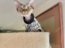 TICA Show Quality Devon Rex Girl
